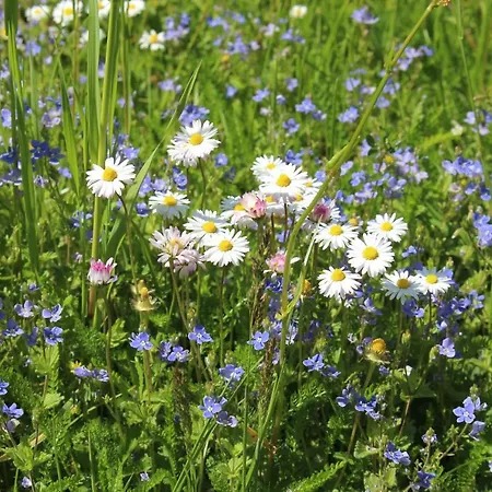 Herrenmühle Apartment